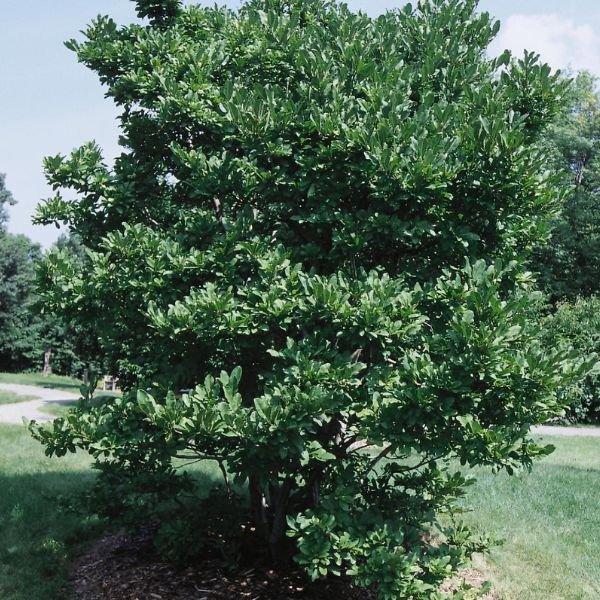 Magnolia Stellata 'royal Star' Single Stem - View 29 from www redcrocus com