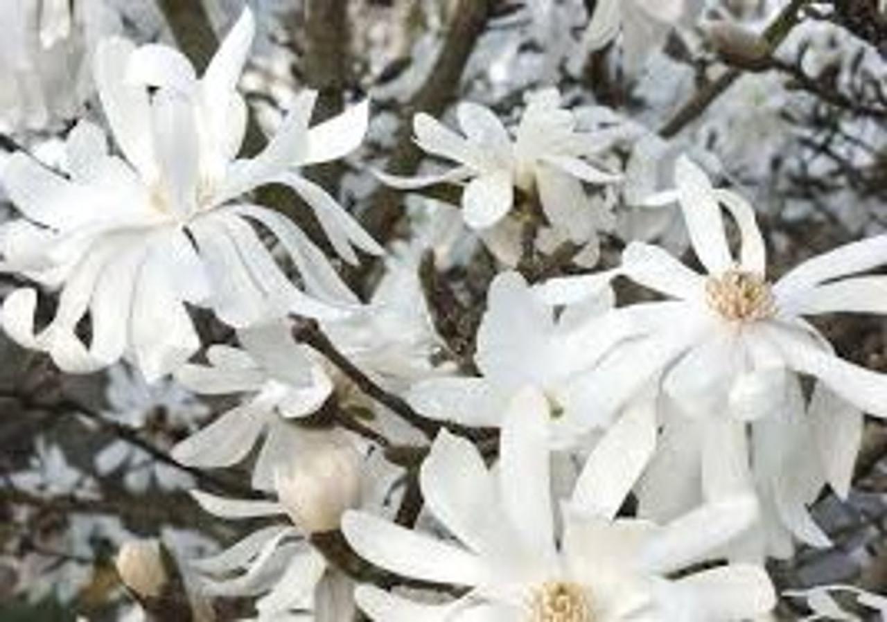 Magnolia Stellata 'royal Star' Single Stem - View 31 from www redcrocus com