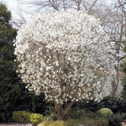 Magnolia Stellata 'royal Star' Single Stem - View 6 from www redcrocus com