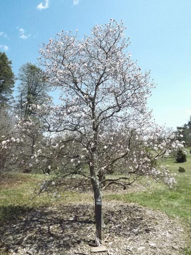 Magnolia Stellata 'royal Star' Single Stem - View 7 from www redcrocus com
