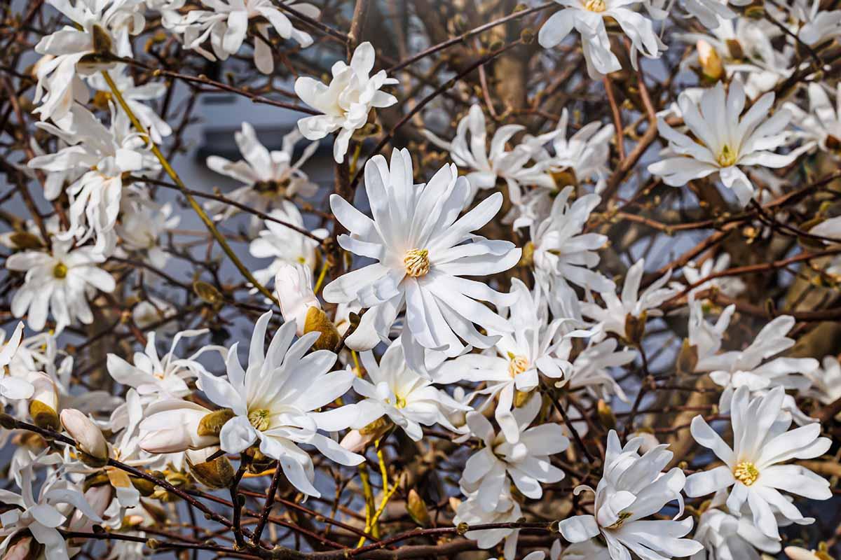 Magnolia Stellata 'royal Star' Single Stem - View 9 from www redcrocus com