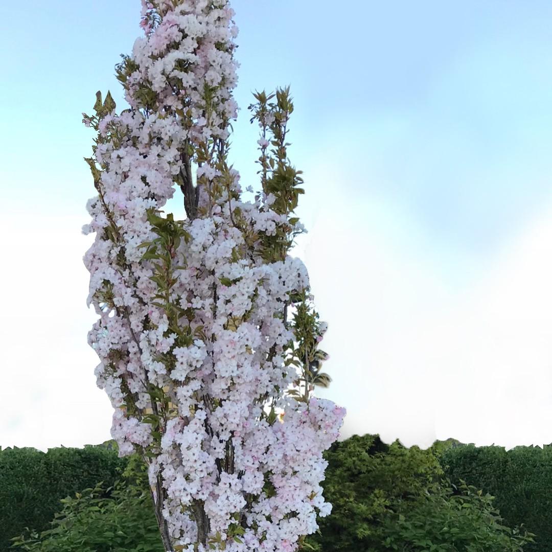 Prunus Serrulata Amanogawa - View 10 from www redcrocus com