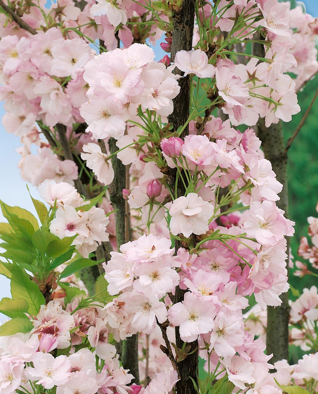 Prunus Serrulata Amanogawa - View 2 from www redcrocus com
