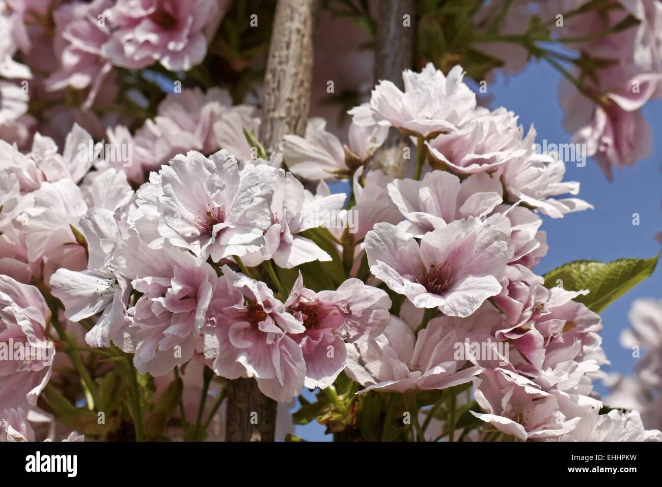 Prunus Serrulata Amanogawa - View 9 from www redcrocus com