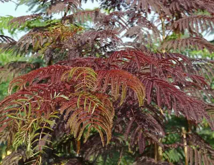 Albizia Julibrissin Summer Chocolate Single Stem - View 10 from www redcrocus com
