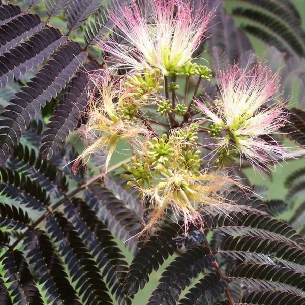 Albizia Julibrissin Summer Chocolate Single Stem - View 12 from www redcrocus com