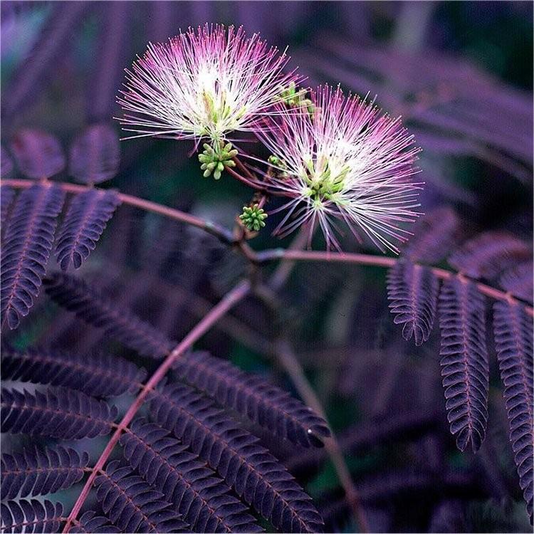 Albizia Julibrissin Summer Chocolate Single Stem - View 13 from www redcrocus com