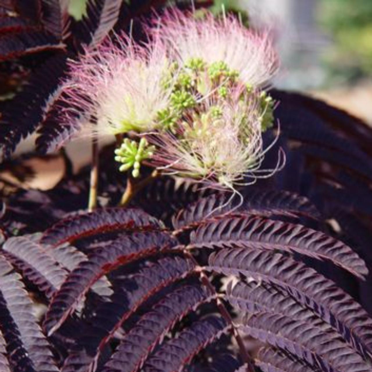 Albizia Julibrissin Summer Chocolate Single Stem - View 14 from www redcrocus com