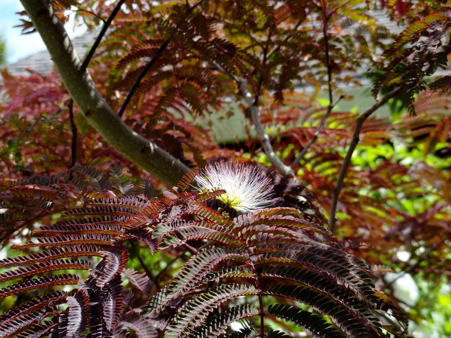 Albizia Julibrissin Summer Chocolate Single Stem - View 16 from www redcrocus com