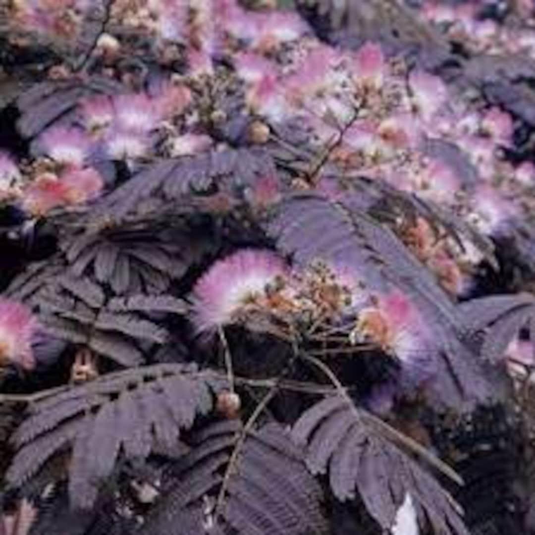 Albizia Julibrissin Summer Chocolate Single Stem - View 17 from www redcrocus com