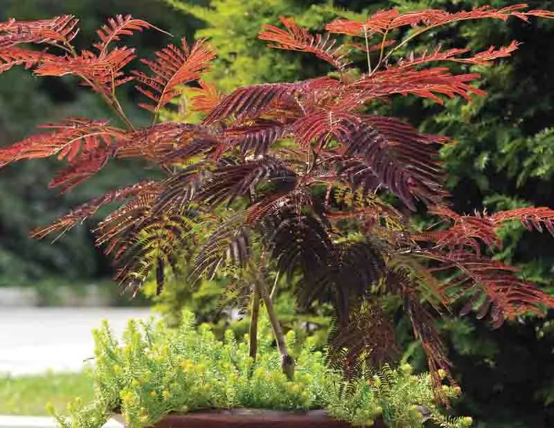 Albizia Julibrissin Summer Chocolate Single Stem - View 9 from www redcrocus com