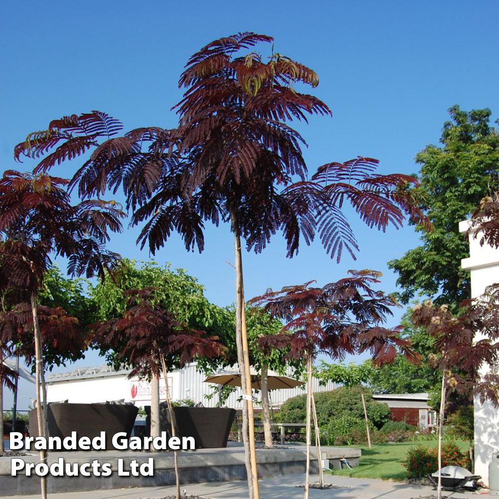 Albizia Julibrissin Summer Chocolate Single Stem - View 9 from www redcrocus com