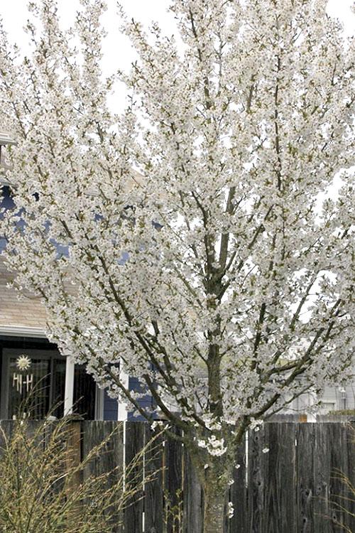 Prunus Serrulata Snow Goose - View 16 from www redcrocus com