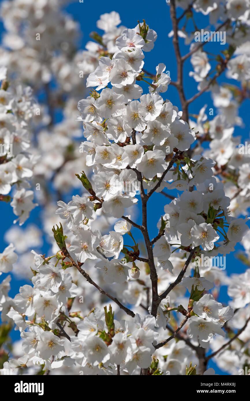 Prunus Serrulata Snow Goose - View 1 from www redcrocus com
