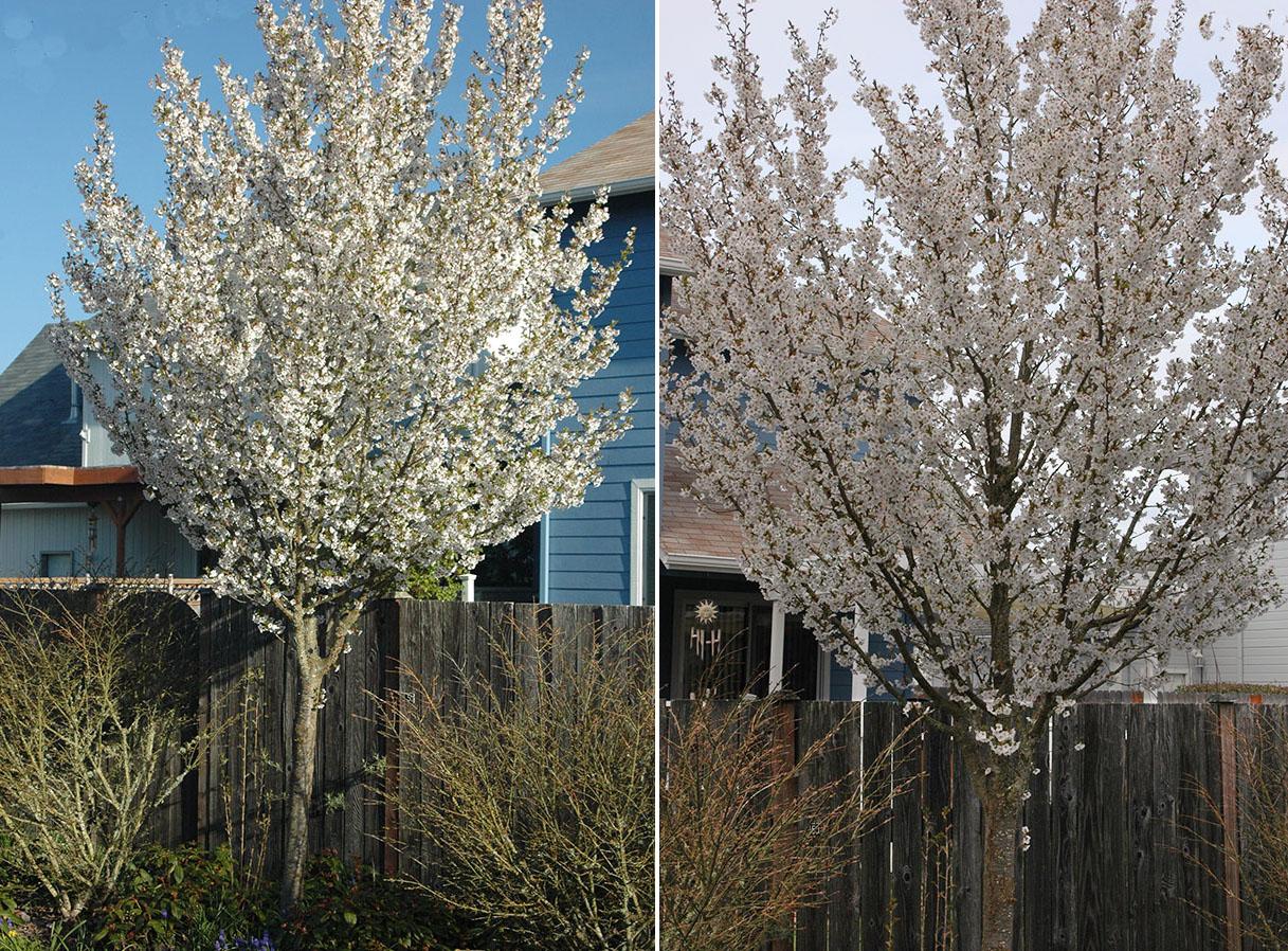 Prunus Serrulata Snow Goose - View 5 from www redcrocus com