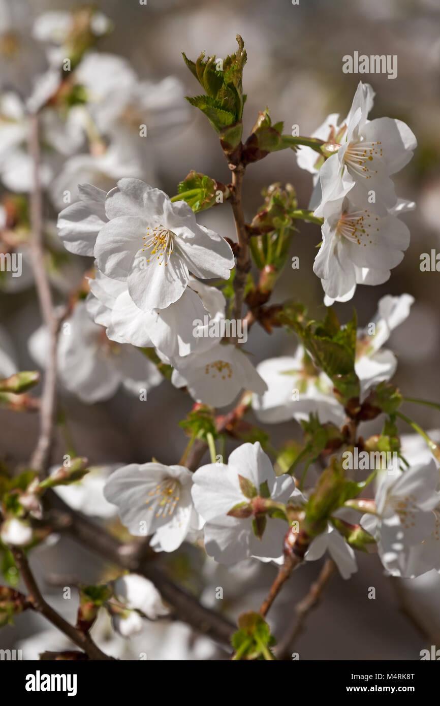 Prunus Serrulata Snow Goose - View 6 from www redcrocus com