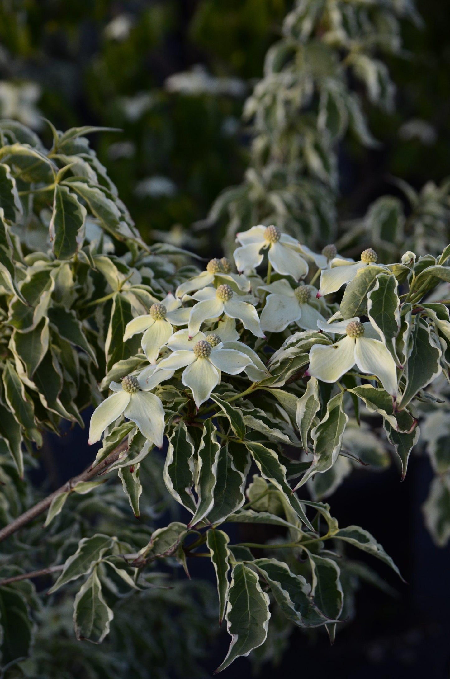 Cornus Kousa Summer Fun Single Stem - View 18 from www redcrocus com