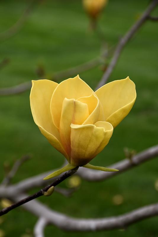 Magnolia Judy Zuk Single Stem - View 10 from www redcrocus com