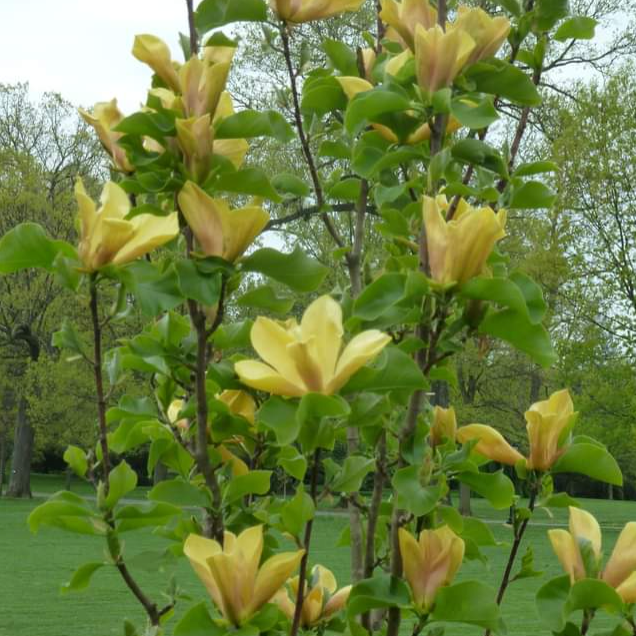 Magnolia Judy Zuk Single Stem - View 11 from www redcrocus com