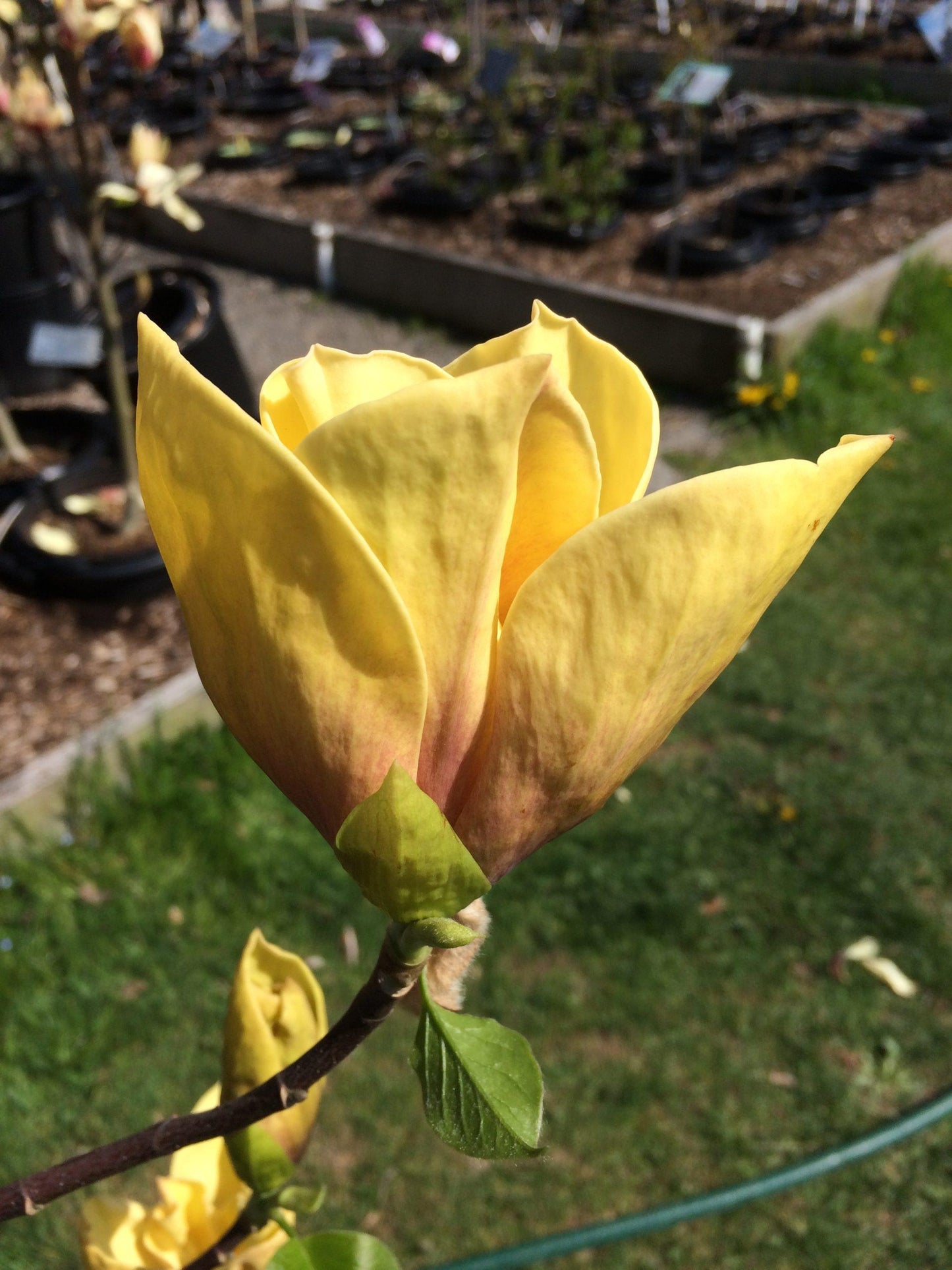 Magnolia Judy Zuk Single Stem - View 11 from www redcrocus com