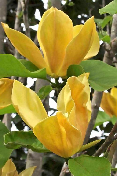 Magnolia Judy Zuk Single Stem - View 14 from www redcrocus com
