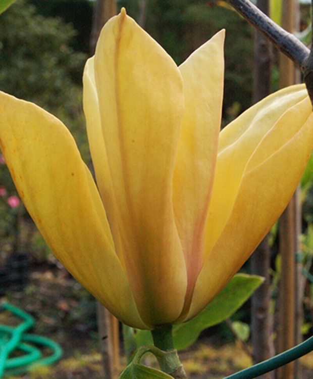 Magnolia Judy Zuk Single Stem - View 4 from www redcrocus com