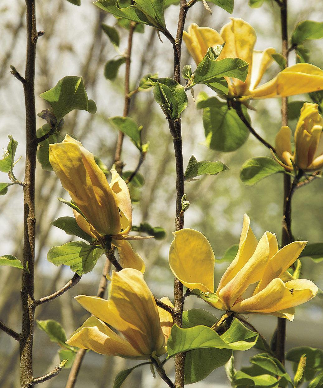 Magnolia Judy Zuk Single Stem - View 4 from www redcrocus com