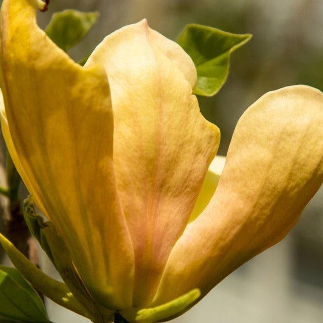 Magnolia Judy Zuk Single Stem - View 6 from www redcrocus com