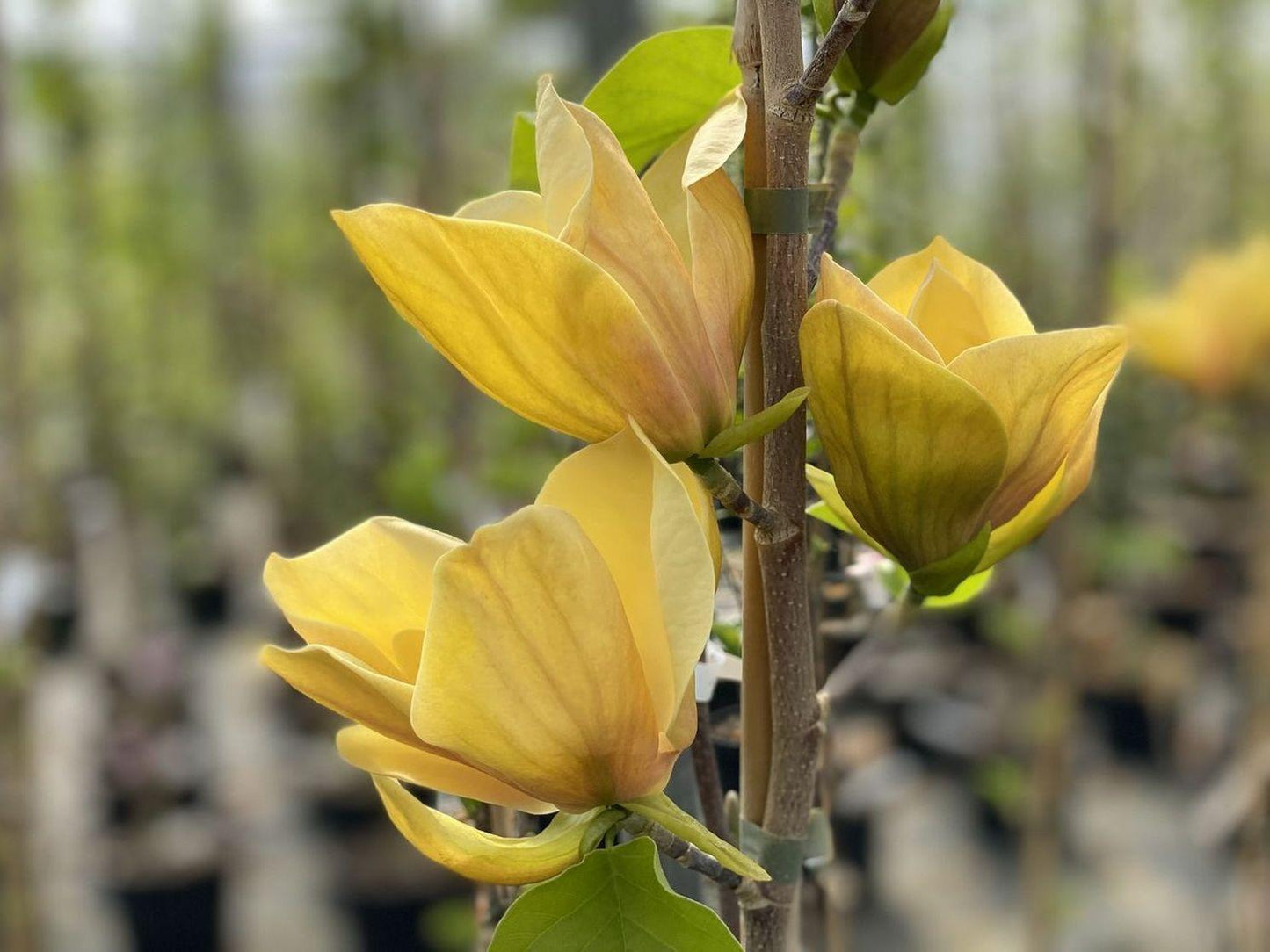 Magnolia Judy Zuk Single Stem - View 7 from www redcrocus com