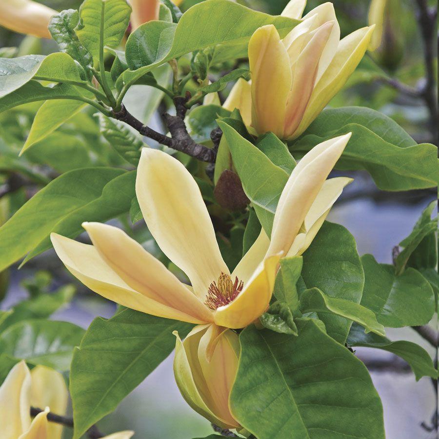 Magnolia Judy Zuk Single Stem - View 8 from www redcrocus com