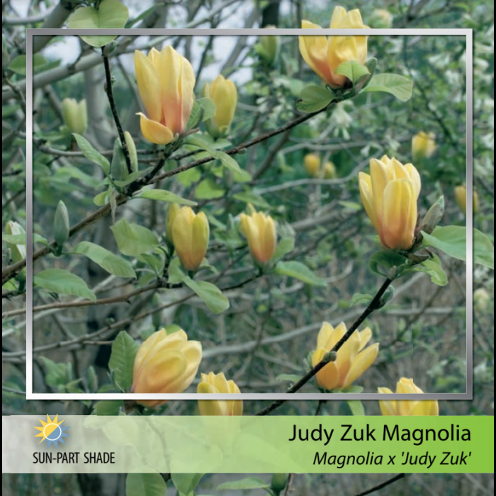 Magnolia Judy Zuk Single Stem - View 9 from www redcrocus com