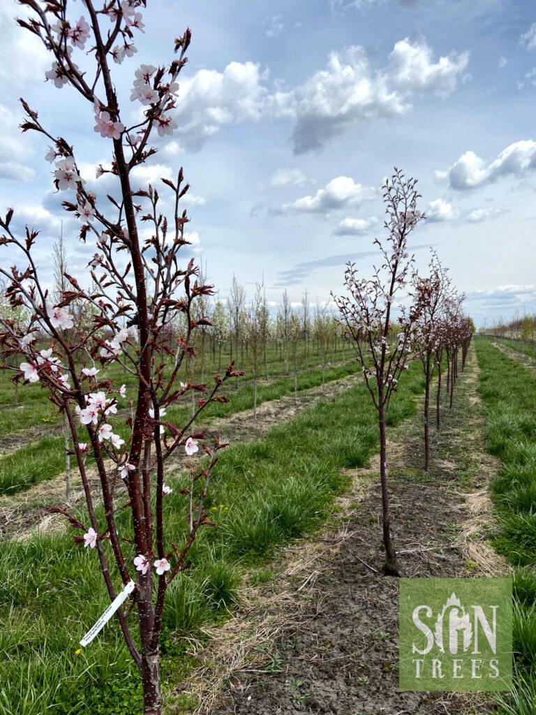 Prunus Sargentii Pink Flair - View 13 from www redcrocus com