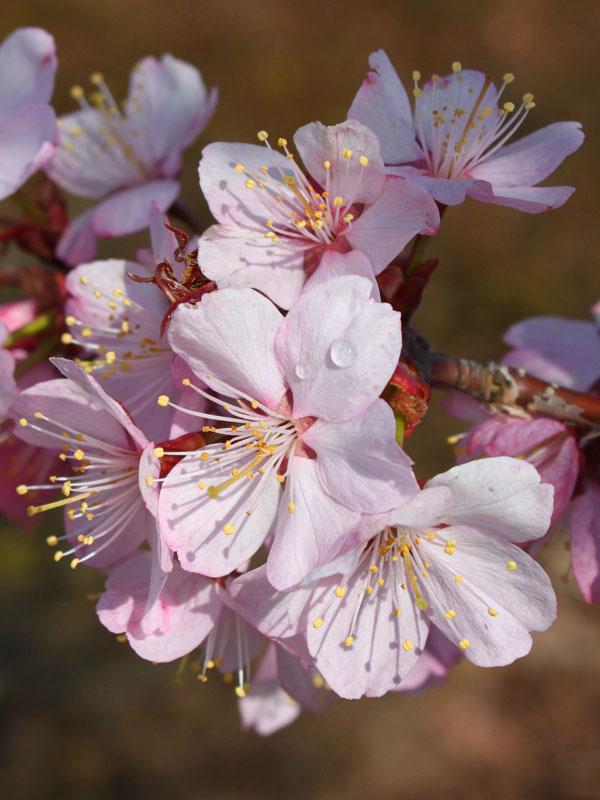 Prunus Sargentii Pink Flair - View 15 from www redcrocus com