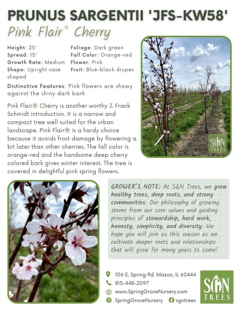 Prunus Sargentii Pink Flair - View 16 from www redcrocus com