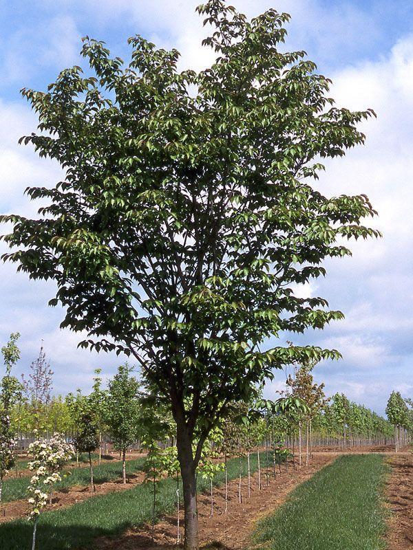 Prunus Sargentii Pink Flair - View 18 from www redcrocus com