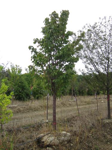 Prunus Sargentii Pink Flair - View 19 from www redcrocus com
