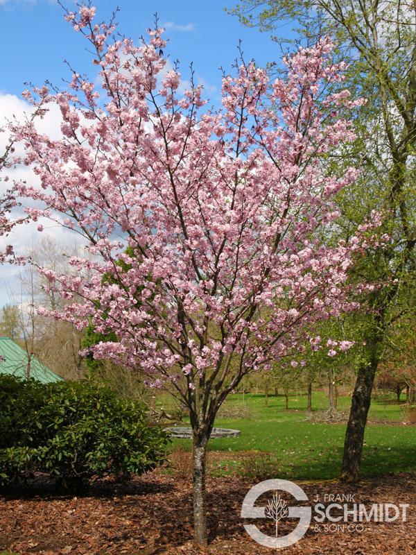 Prunus Sargentii Pink Flair - View 1 from www redcrocus com