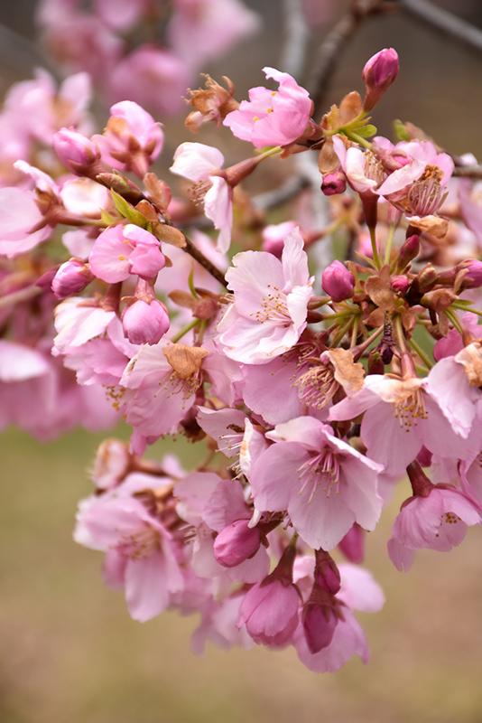 Prunus Sargentii Pink Flair - View 2 from www redcrocus com