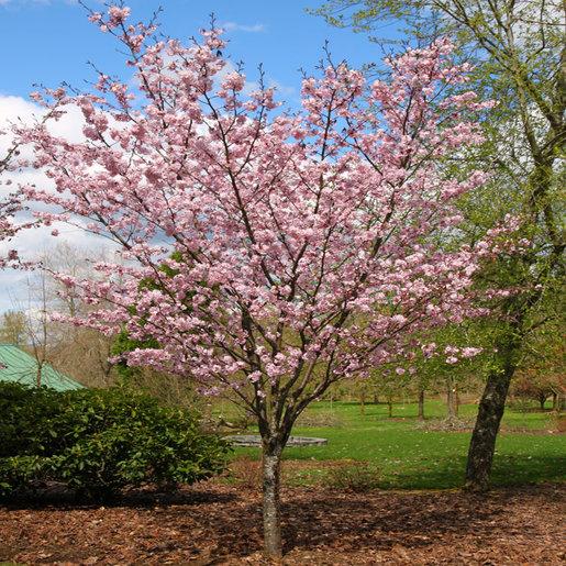 Prunus Sargentii Pink Flair - View 3 from www redcrocus com