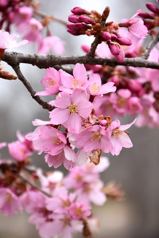 Prunus Sargentii Pink Flair - View 4 from www redcrocus com