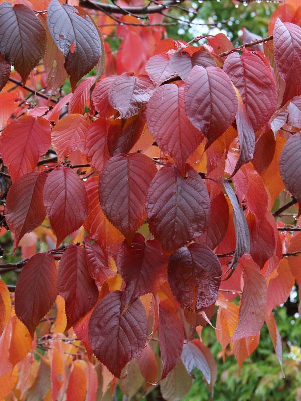 Prunus Sargentii Pink Flair - View 5 from www redcrocus com