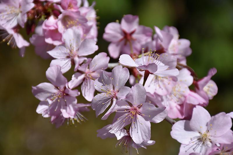 Prunus Sargentii Pink Flair - View 8 from www redcrocus com