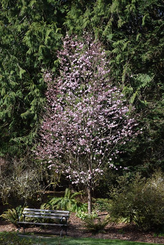 Prunus Sargentii Pink Flair - View 9 from www redcrocus com