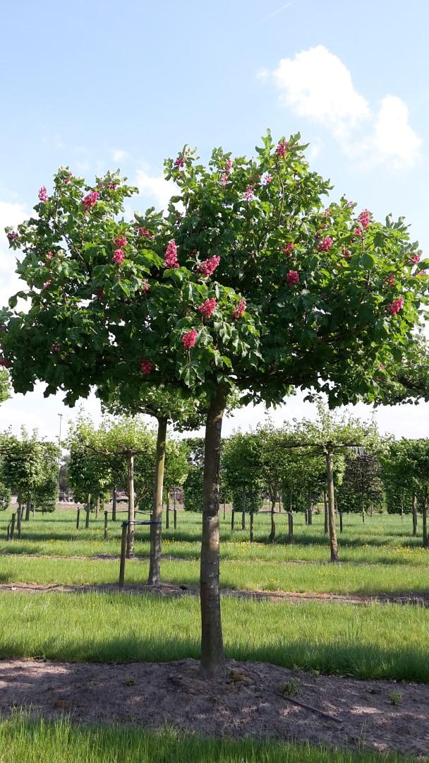 Aesculus Carnea Briotii Single Stem - View 12 from www redcrocus com