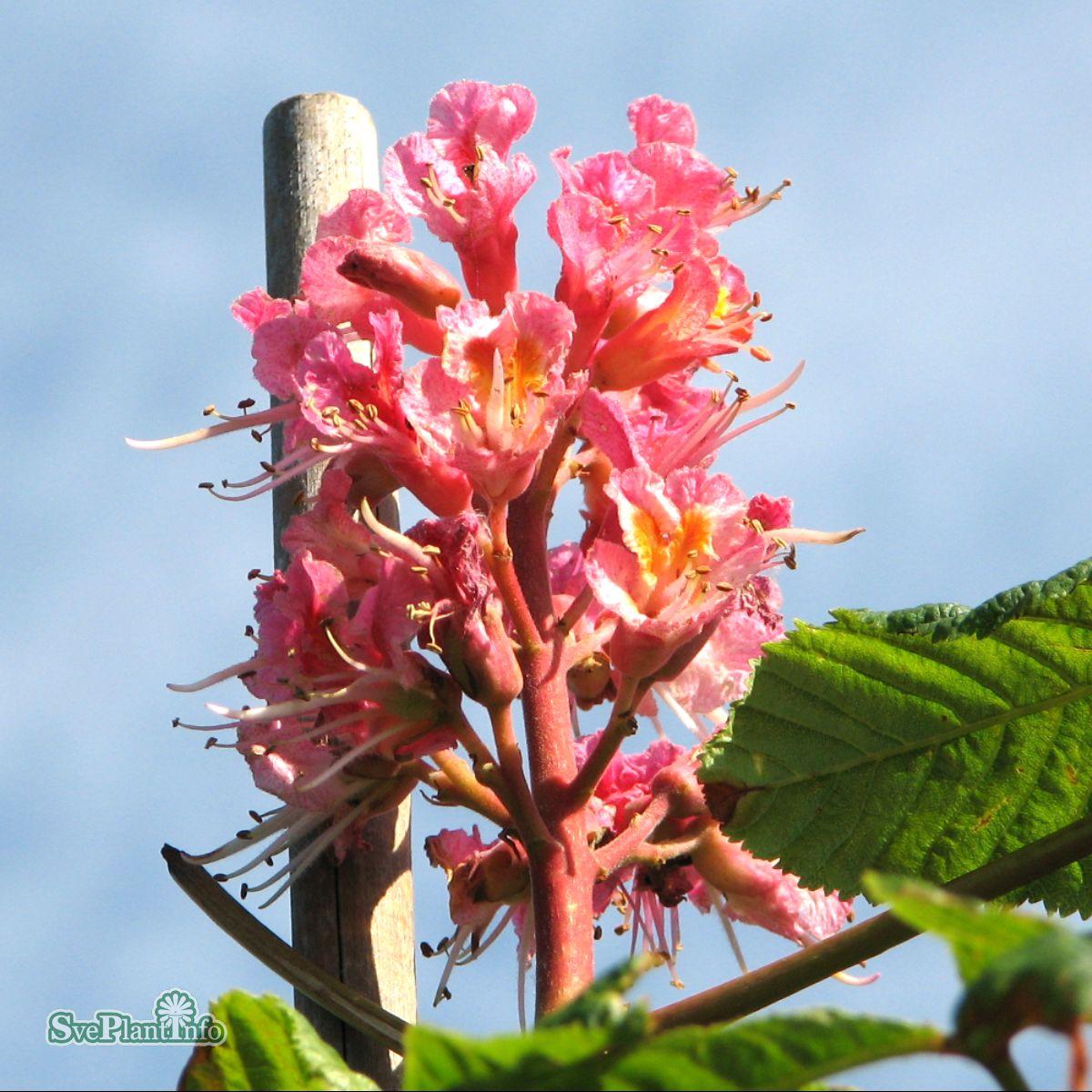 Aesculus Carnea Briotii Single Stem - View 15 from www redcrocus com