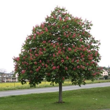 Aesculus Carnea Briotii Single Stem - View 16 from www redcrocus com