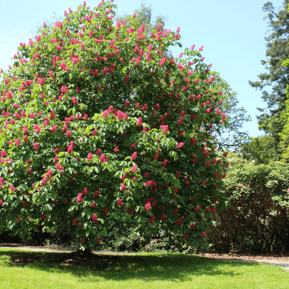 Aesculus Carnea Briotii Single Stem - View 17 from www redcrocus com