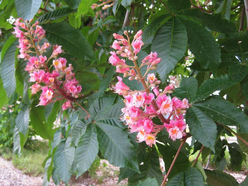 Aesculus Carnea Briotii Single Stem - View 17 from www redcrocus com