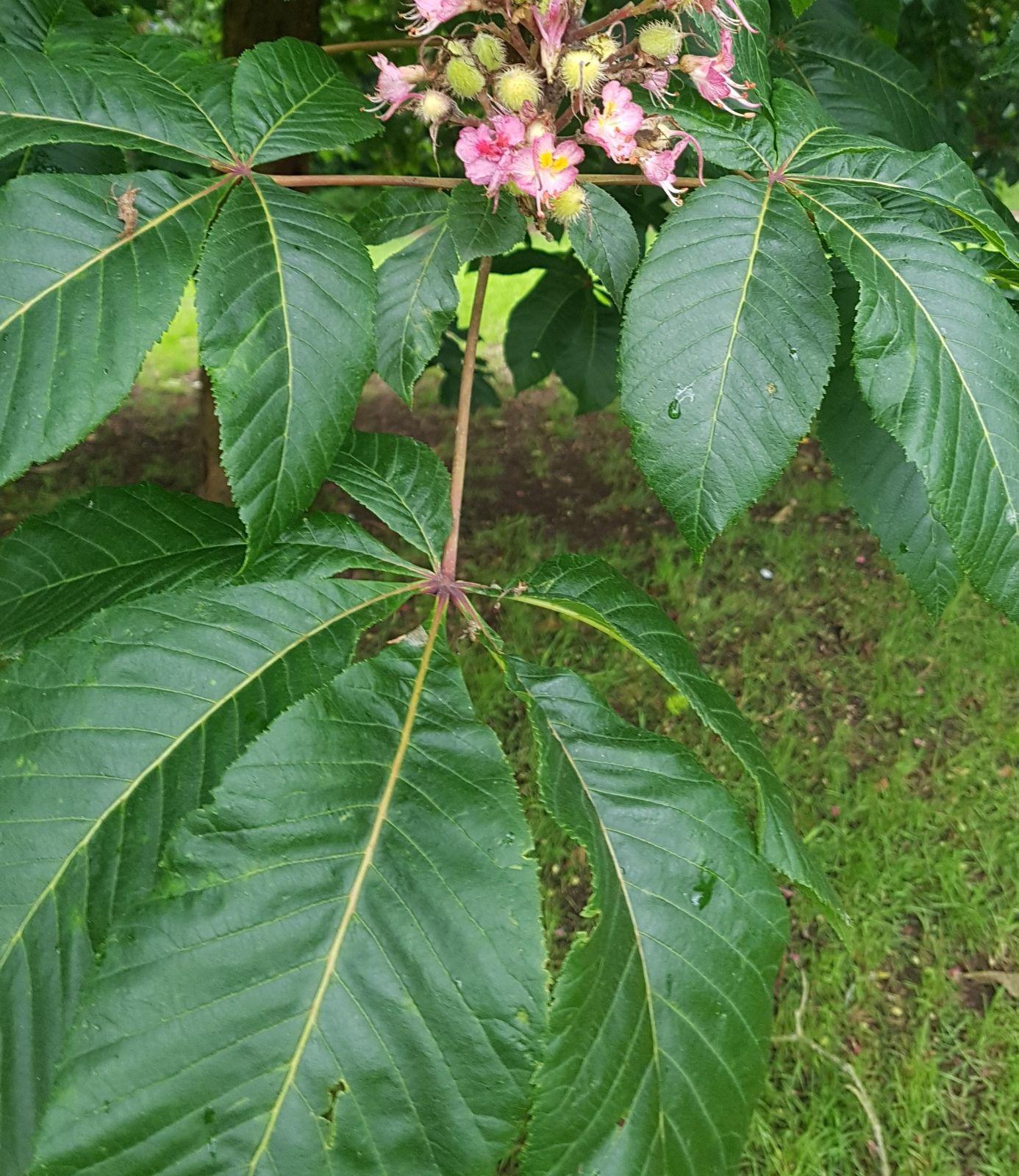 Aesculus Carnea Briotii Single Stem - View 18 from www redcrocus com