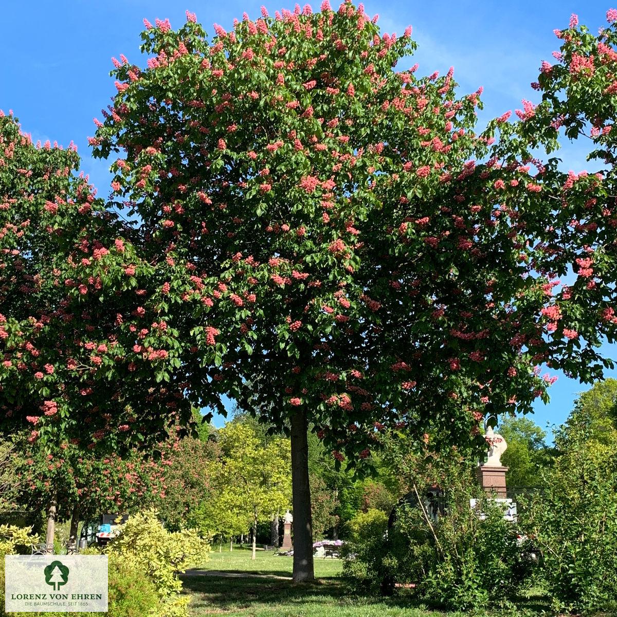 Aesculus Carnea Briotii Single Stem - View 3 from www redcrocus com